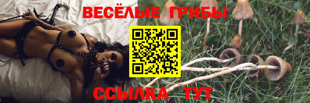Галлюциногенные грибы Psilocybe Владивосток